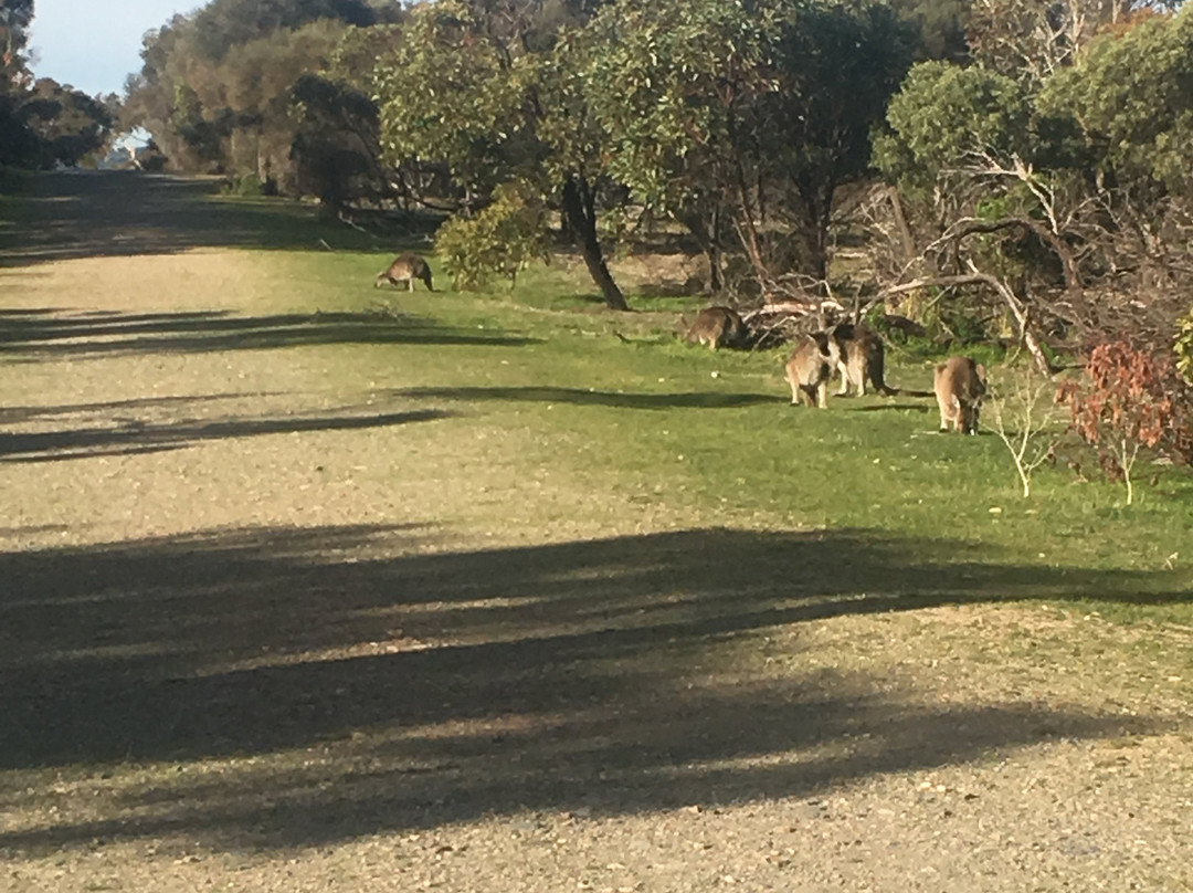Aldinga Scrub Conservation Park景点图片