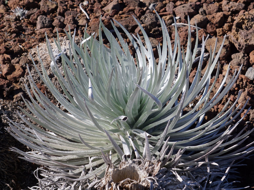 The Skyline Trail-卡胡卢伊必去景点