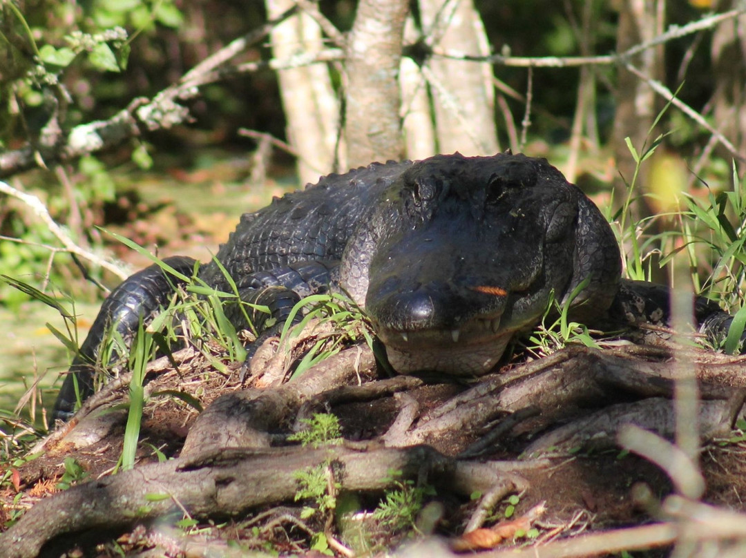 BJ's Airboat Adventures-Lake Panasoffkee必去景点