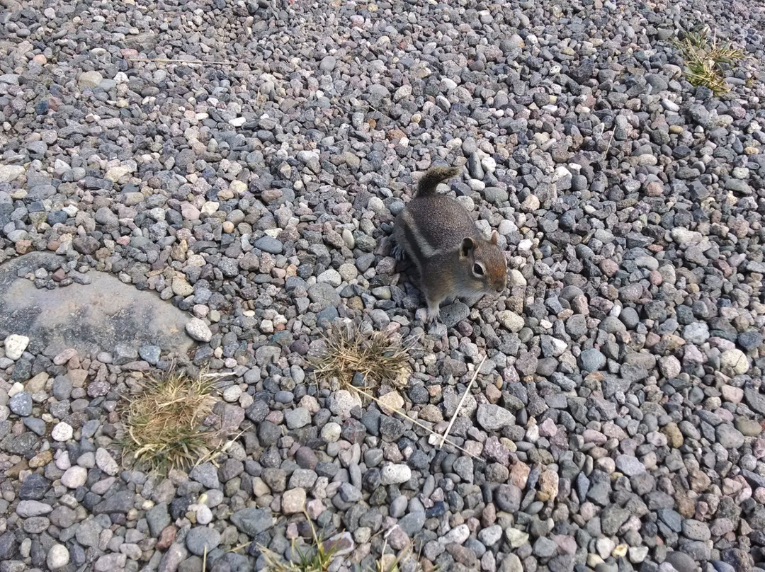 Lobo Overlook / Radio Tower-帕戈萨斯普林斯必去景点