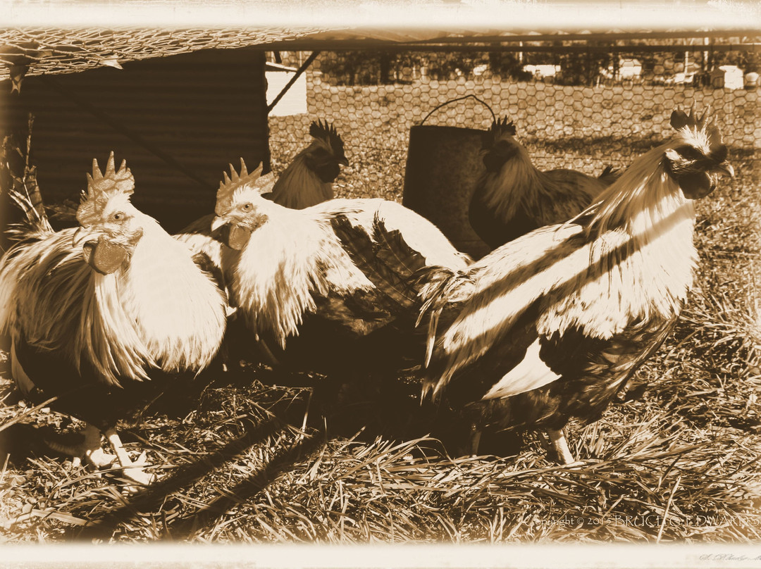 Firefly Farms-北斯托宁顿必去景点