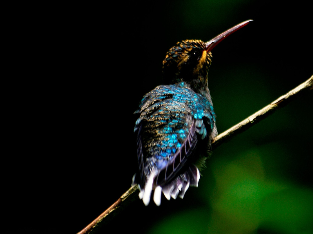 Johnny Loves Nature Eco Tours-蒙特沃德必去景点