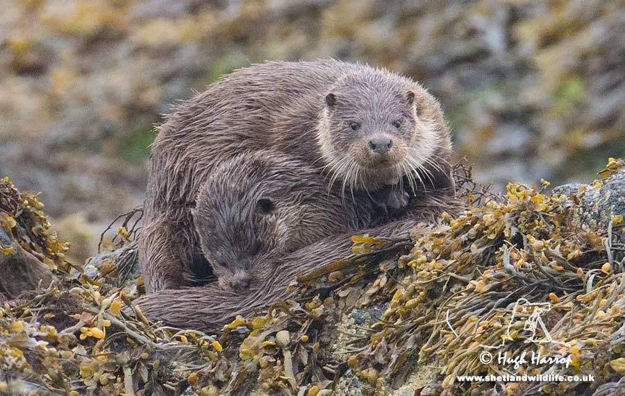 Shetland Wildlife-Sumburgh必去景点