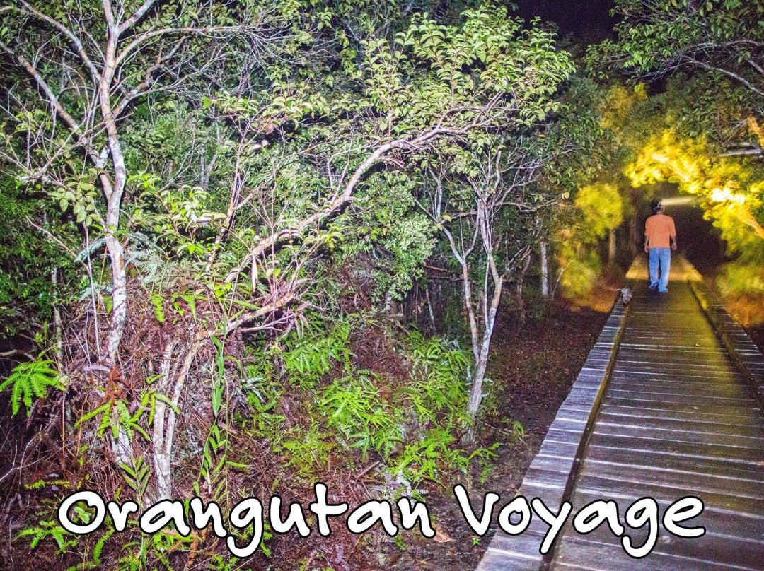 Orangutan Voyage-Kumai必去景点