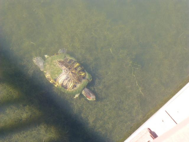 Valley Nature Center-Weslaco必去景点