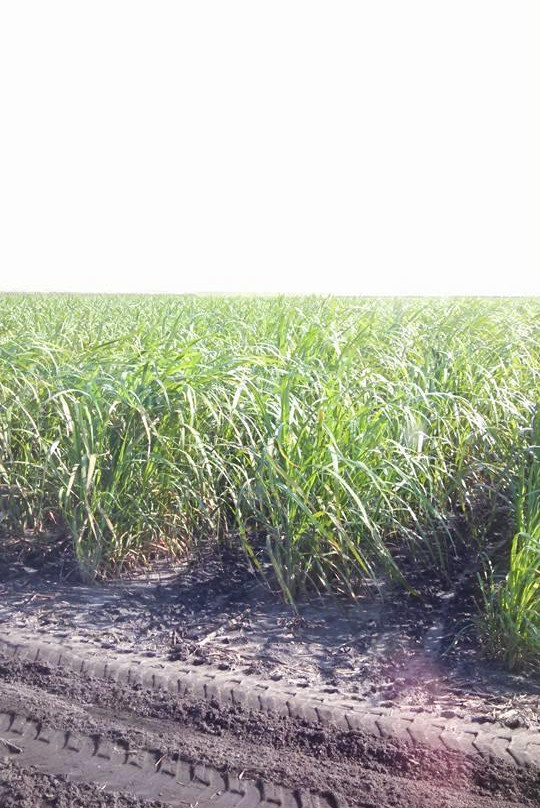 Sugarland Tours-克莱维斯顿必去景点