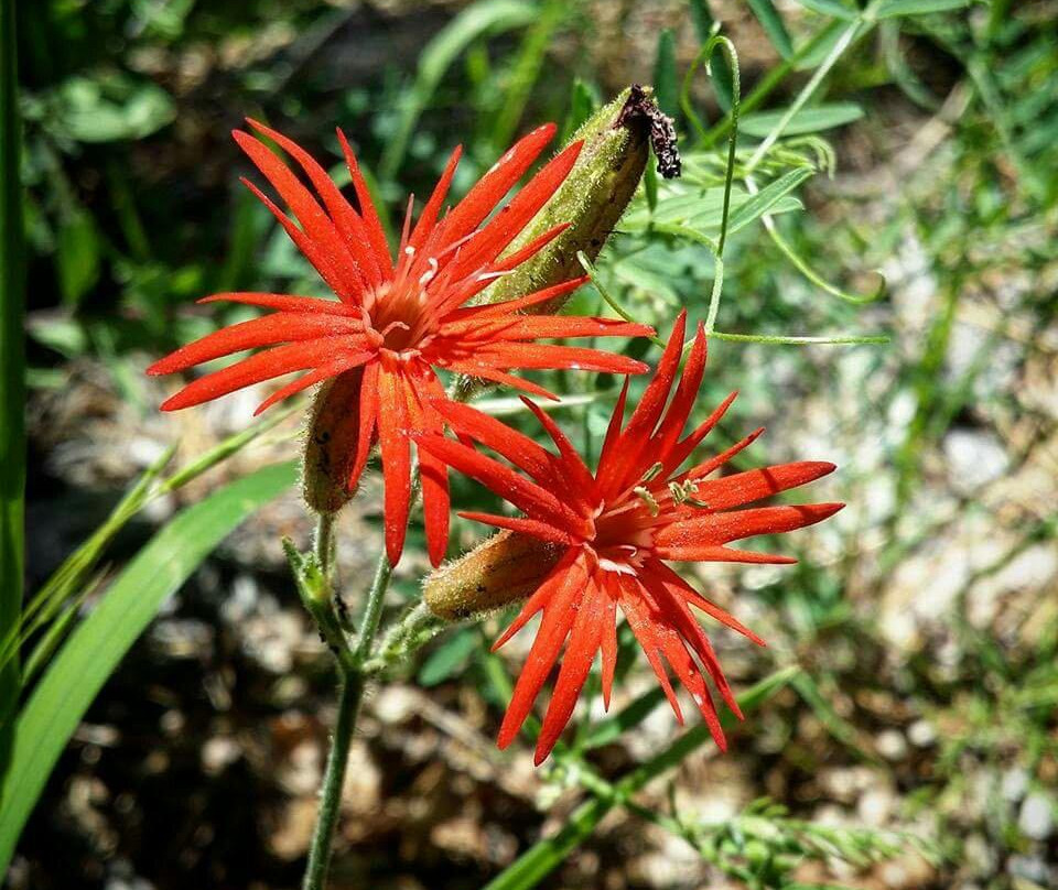 Mount Graham International Observatory-Safford必去景点