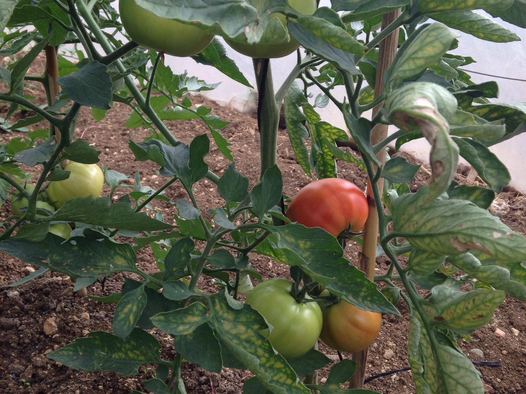 marché fermier chez BRES-Golfe-Juan Vallauris必去景点