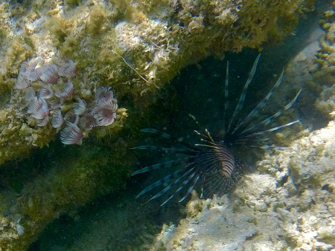 Silver Point Reef-弗里波特必去景点