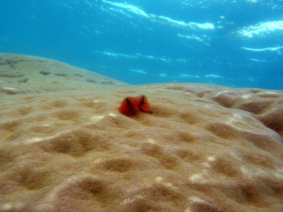 Jubilee Pocket旅游攻略图片