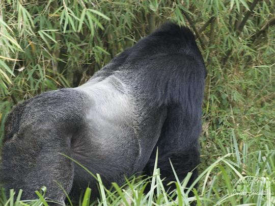 Intore Expeditions & Business Tours-吉佳利必去景点