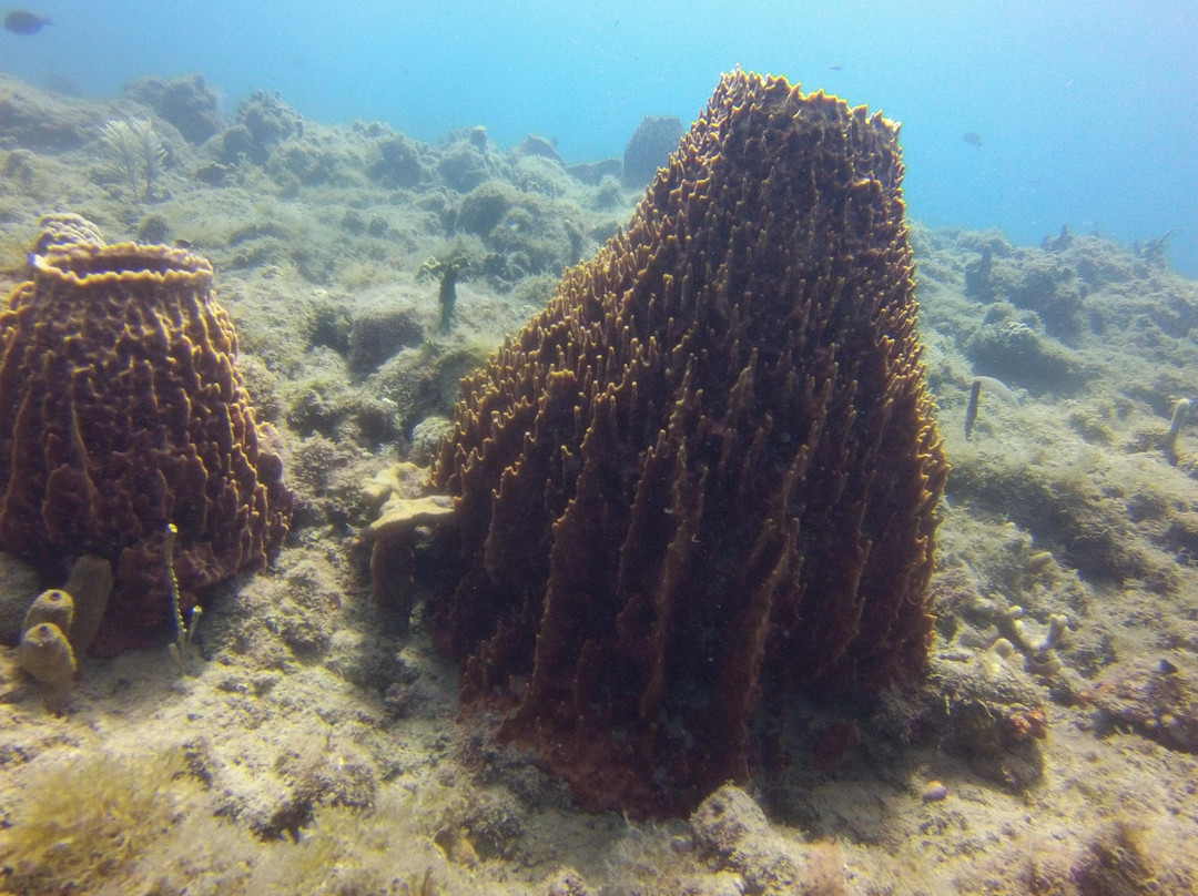 Scuba Montserrat-Little Bay必去景点