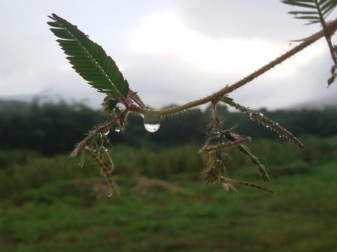 Tai Rom Yen National Park景点图片