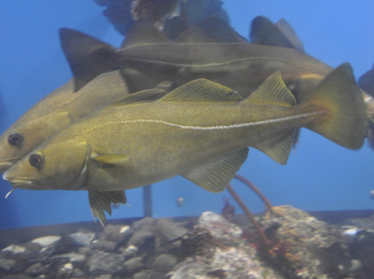 The Faroe Islands Aquarium
