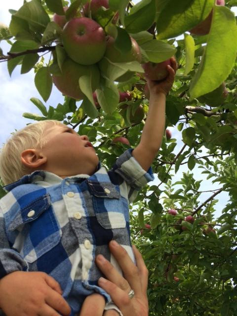 Applecrest Farm Orchards-Hampton Falls必去景点