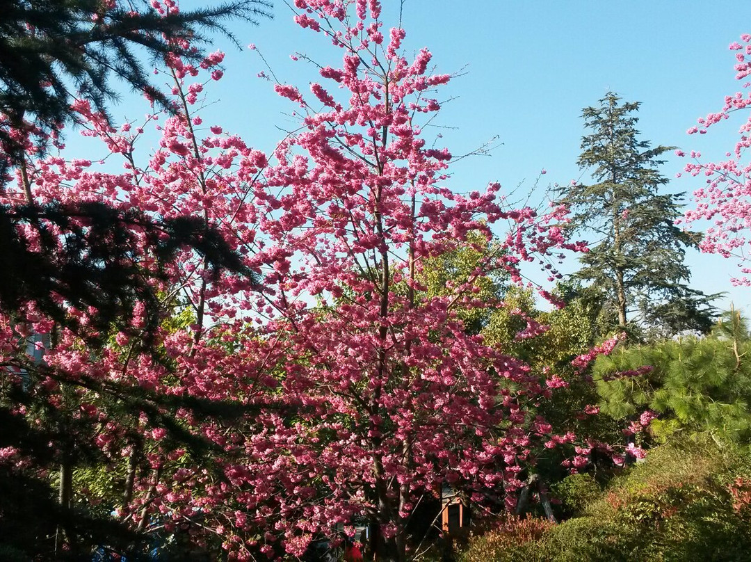 桃花故里-成都必去景点