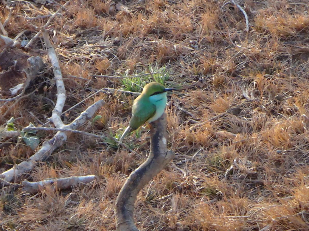 Yala Green Safari Tours-蒂瑟默哈拉默必去景点