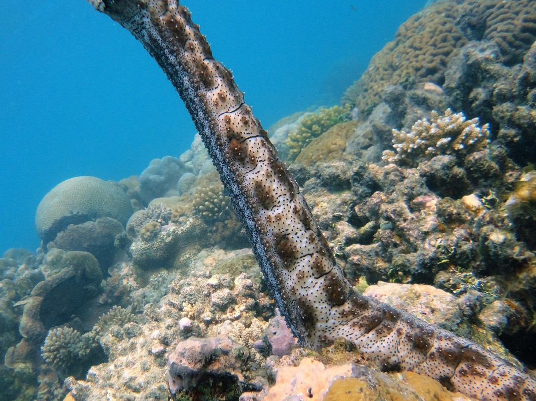 Dive Club Laamu-拉姆环礁必去景点