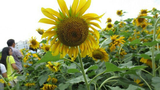 深圳东湖公园-深圳市必去景点