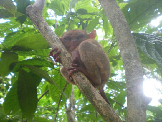 Philippine Tarsier Recreation Inc.-塔拉瓦环礁必去景点