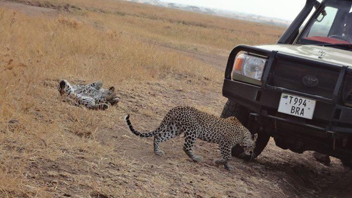 Shadows of Africa-阿鲁沙必去景点