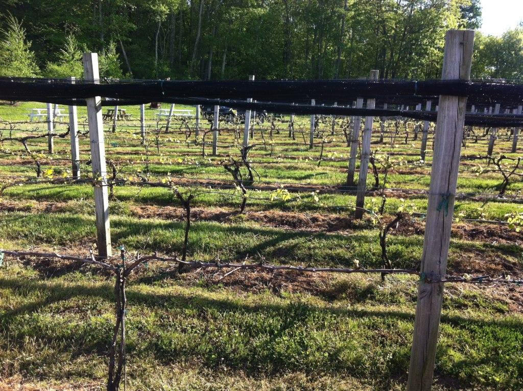 Taylor Brooke Winery-Woodstock必去景点