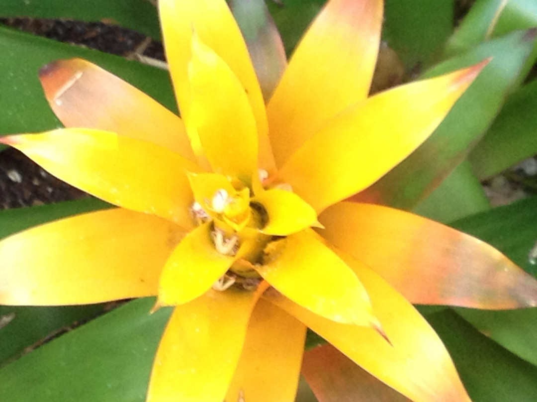 Historic Palm Cottage Museum-那不勒斯必去景点