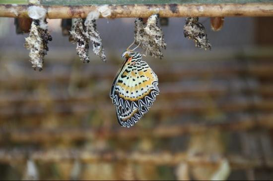 女王蝴蝶园-暹粒必去景点