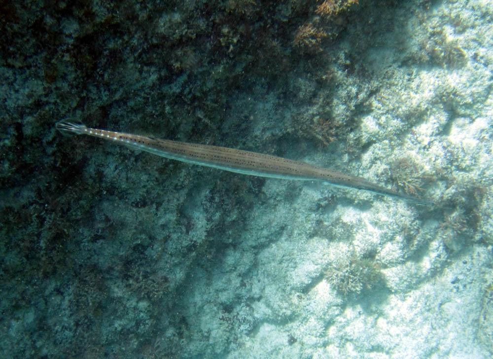 Malmok Reef-棕榈/鹰海滩必去景点