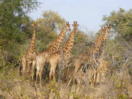 Nyalaland Wilderness Trail-克鲁格国家公园必去景点