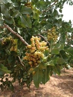 Heart of the Desert-阿拉莫戈多必去景点