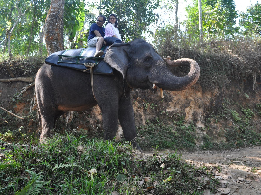 Elephant Junction-帖可迪必去景点