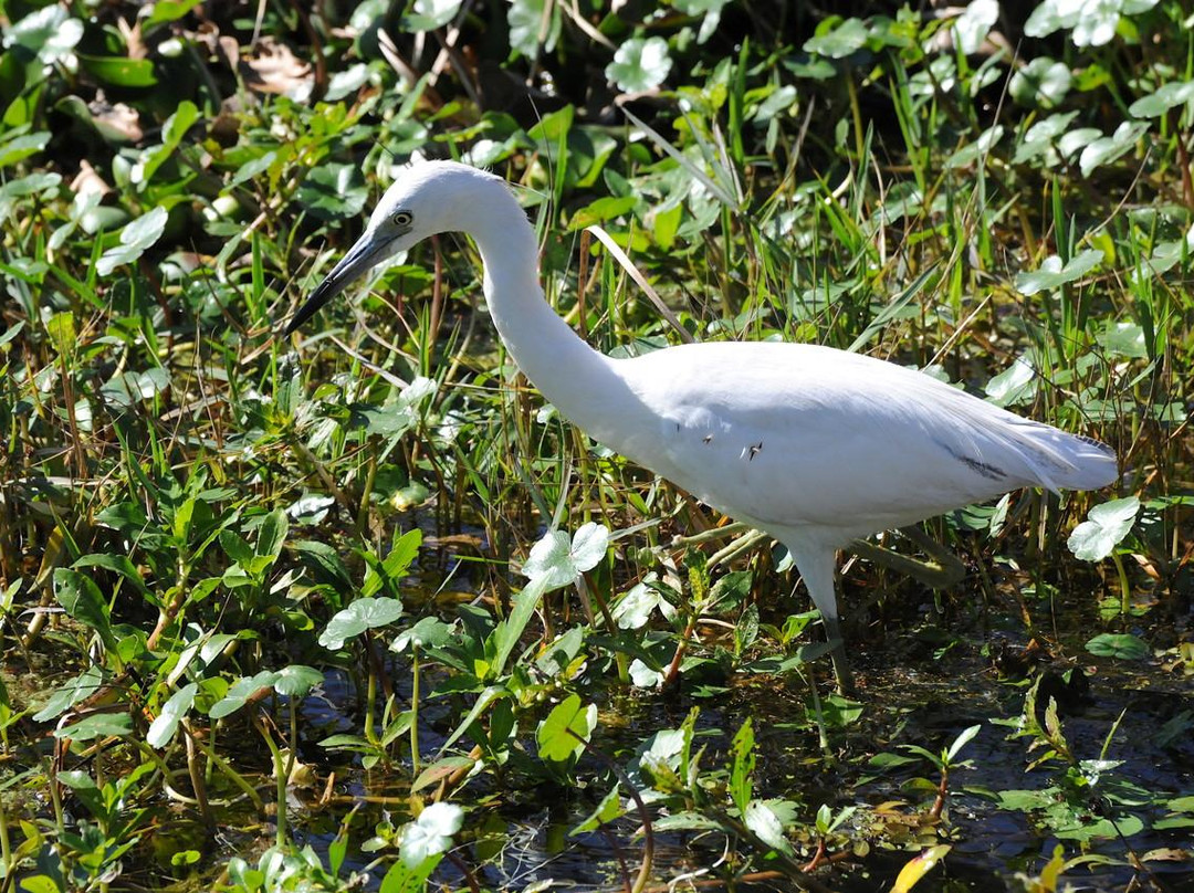吉恩拉菲特国家历史公园和保护区-新奥尔良必去景点