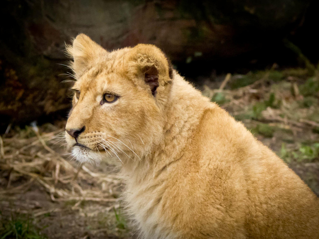 哥本哈根动物园-腓特烈堡必去景点