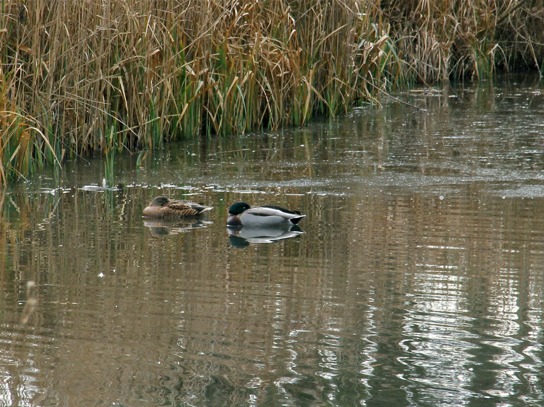 RSPB Fowlmere Nature Reserve景点图片