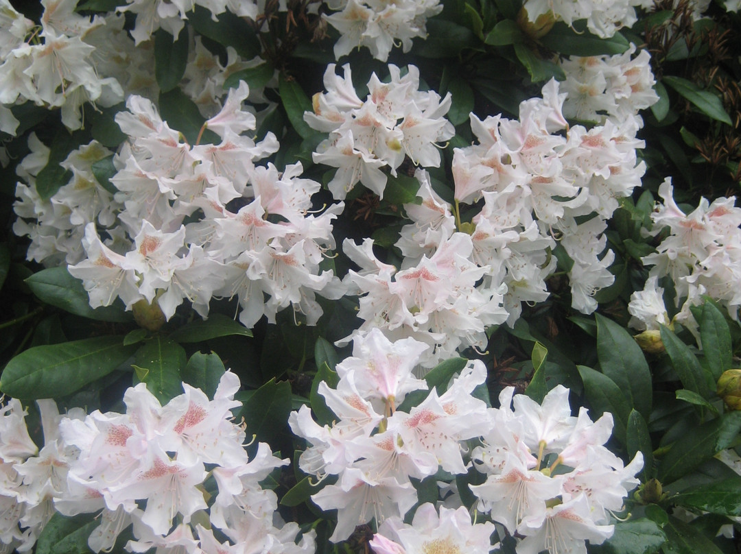 Riverhill Himalayan Gardens景点图片