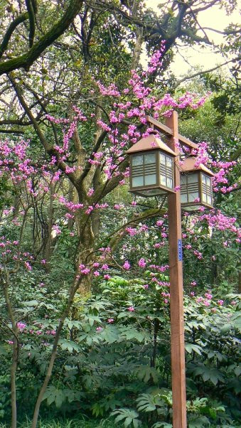 杭州植物园-杭州市必去景点