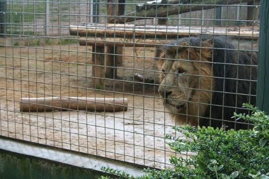 Twycross Zoo-Atherstone必去景点