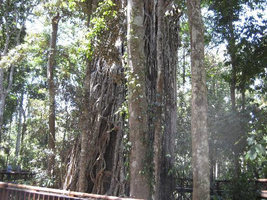Bandicoot Bicycle Tours-Holloways Beach必去景点