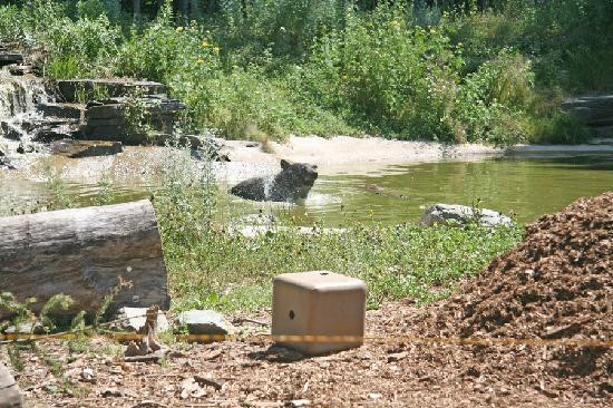 North American Bear Center-伊利必去景点