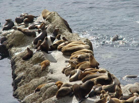 Bordes de Patagonia, turismo en una estancia a orillas del mar.-马德林港必去景点