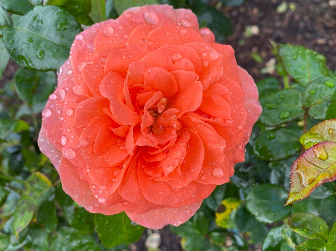 帕内尔玫瑰花园-奥克兰中心地区必去景点