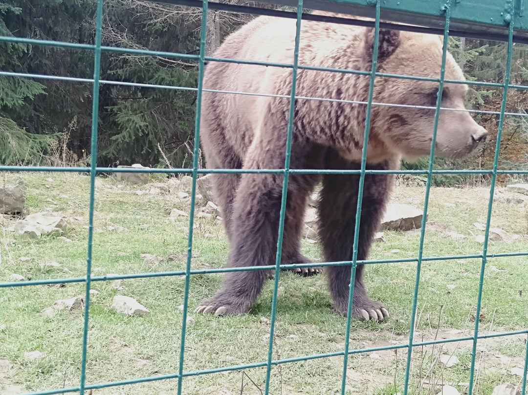 Rehabilitation Center of the Brown Bear景点图片