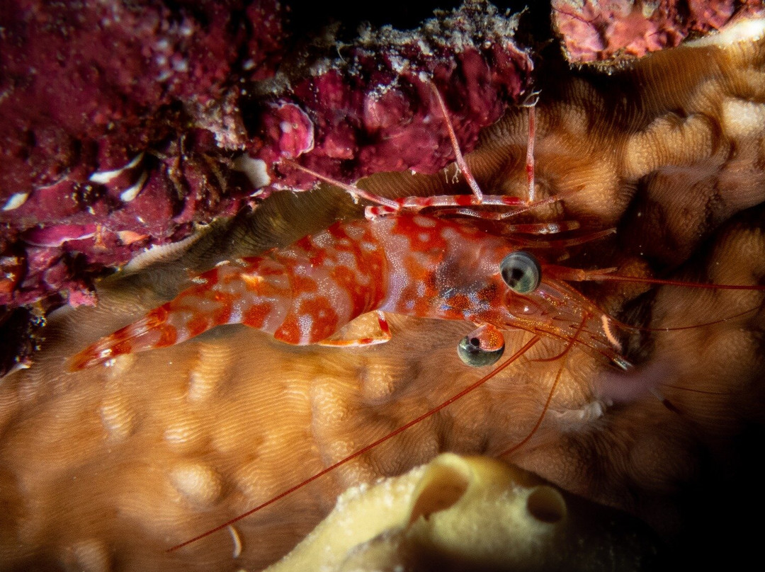 MANTA TRIBE MALDIVES景点图片