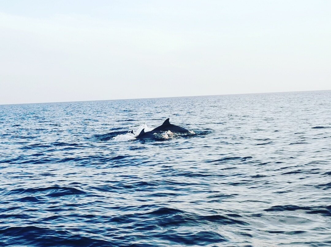 Sea Tours Istria-法萨纳必去景点