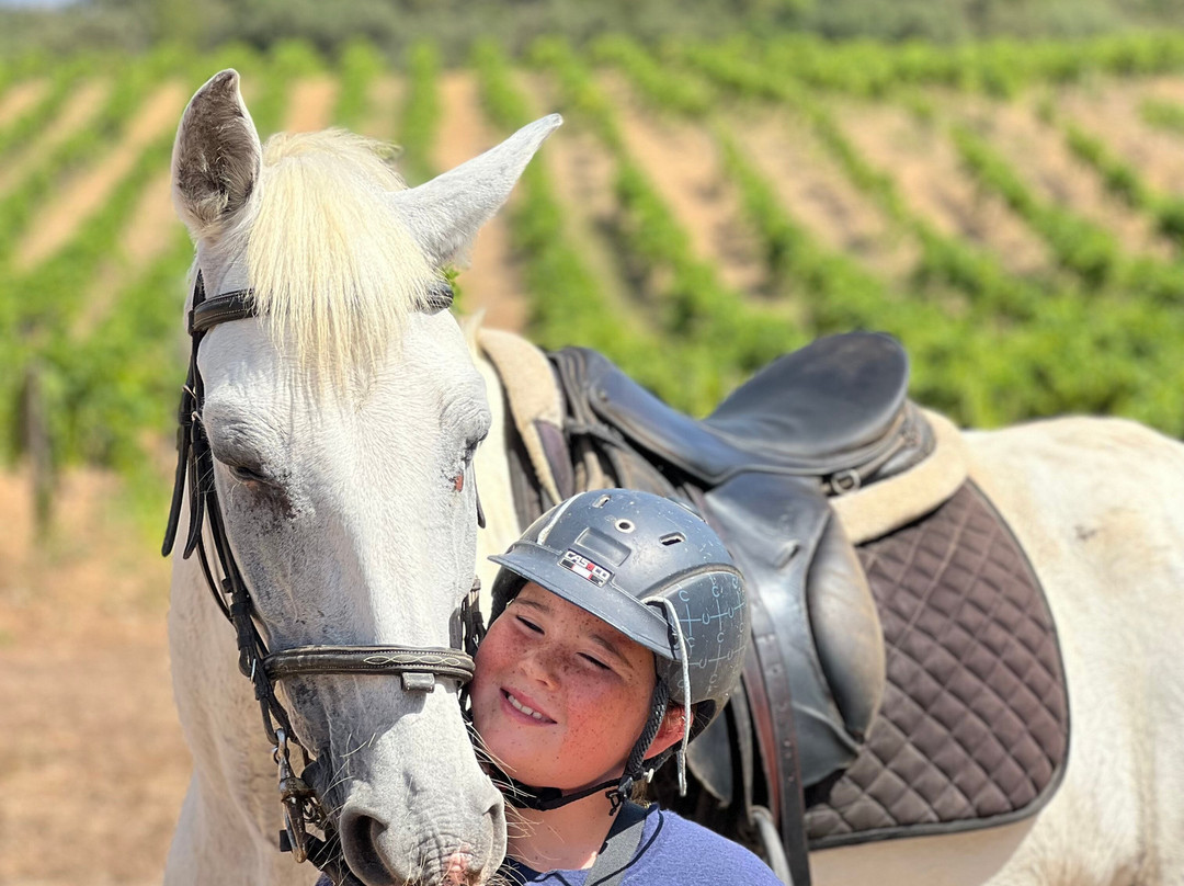 Mallorca Horses景点图片