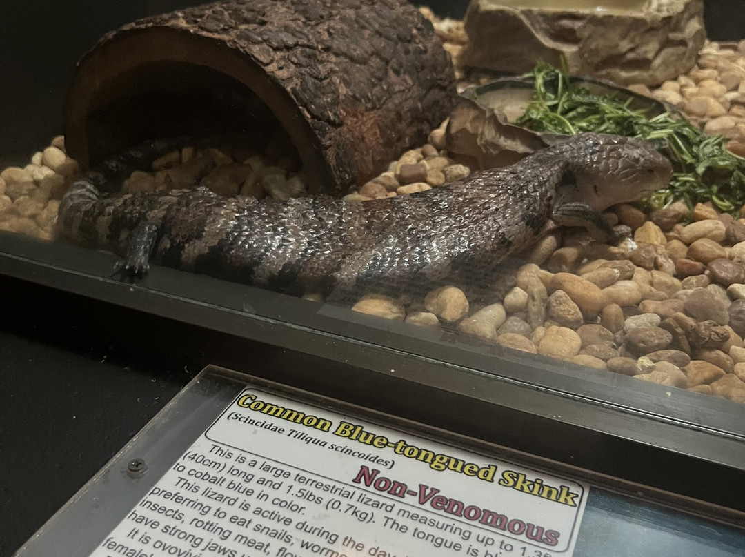 Reptile World Serpentarium-圣克劳德必去景点