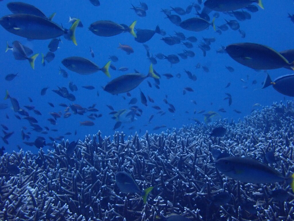 亚洲Scuba中心-蓝梦岛必去景点