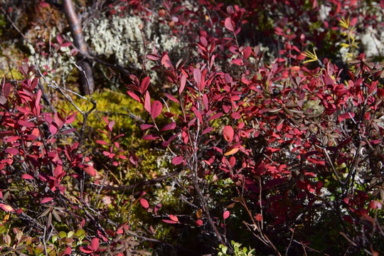 Tofalarskiy Reserve-Bolshaya Rechka必去景点