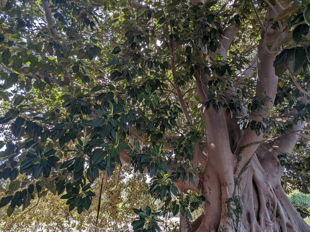 Sicily Guide Giovanni Arena - Day Tours-陶尔米纳必去景点